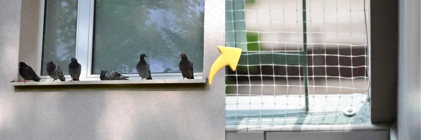 pigeon net installation for windows