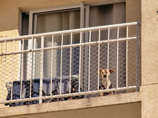 Balcony Pets