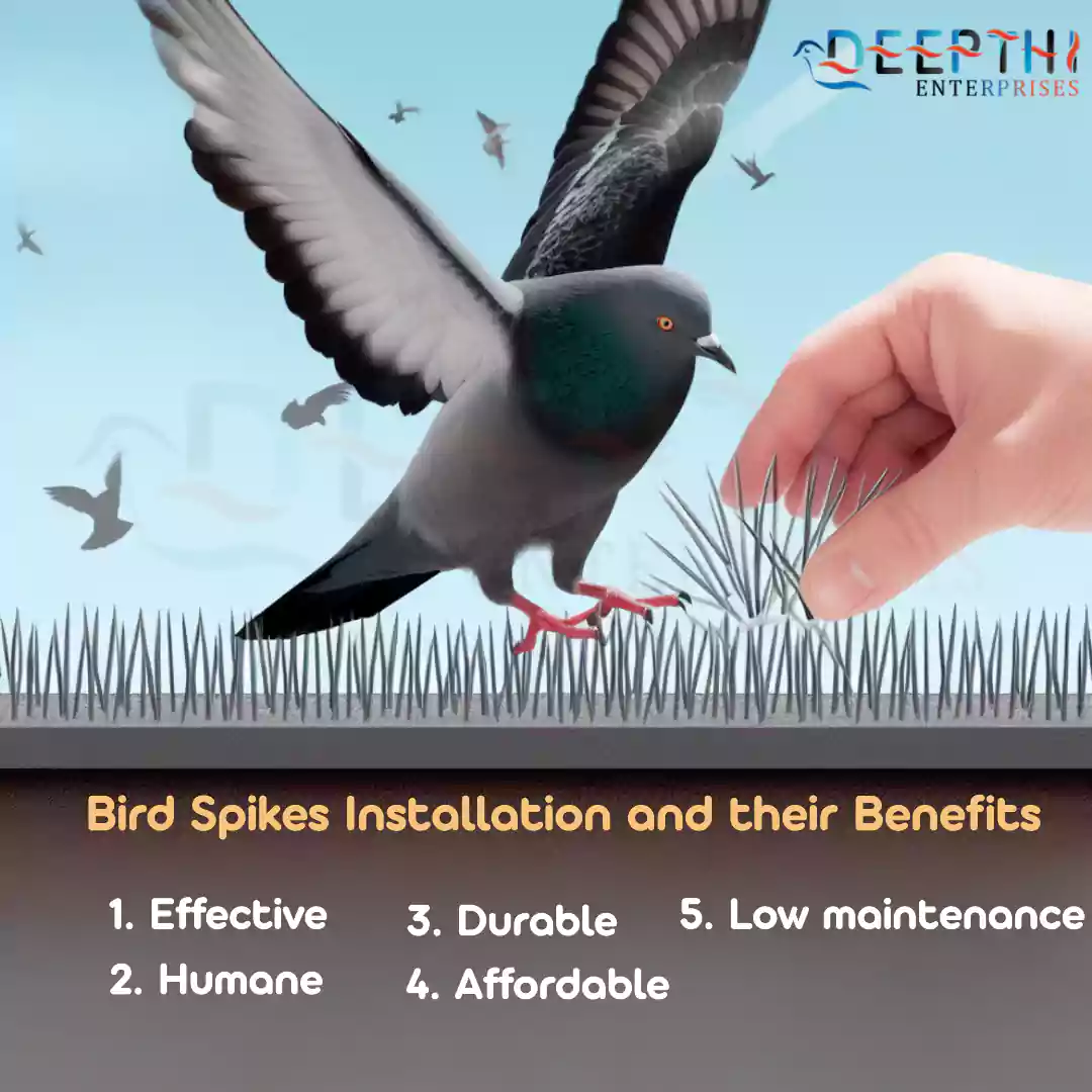 Bird Spikes Installation and their Benefits
