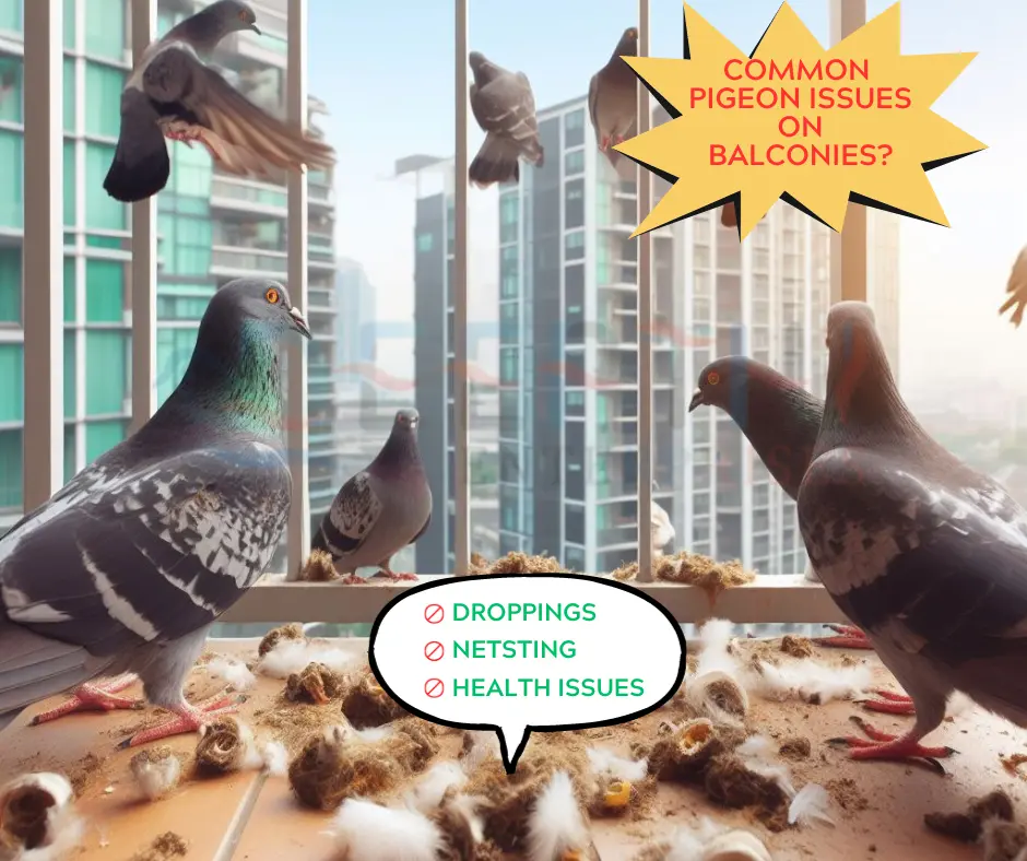 common pigeon issues on balcony