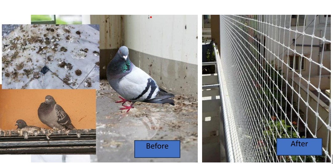 pigeon net before and after