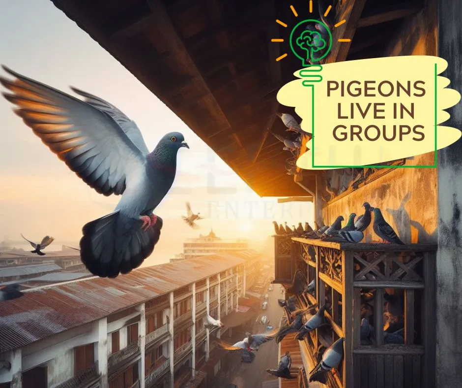 pigeons history